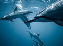 半岛体育官网-FIFA最佳评选候选名单：先生之争拜仁现役仅一人